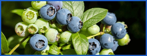 Sight Fresh Ingredient1