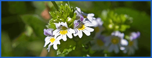 Sight Fresh Ingredient2